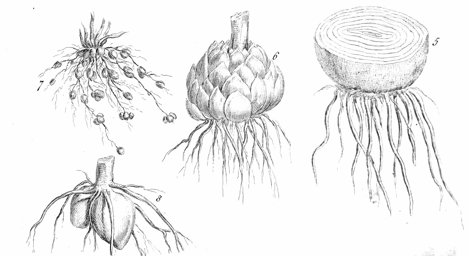 The Gardener's Dictionary, Philip Miller, 1768 edition — vegetable plates